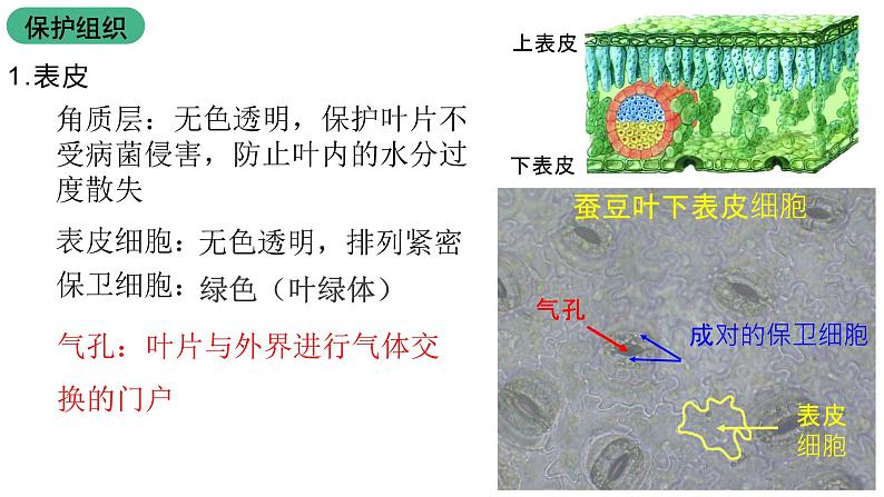 苏教版生物七上3.6.2《植物光合作用的场所》课件08