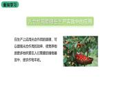 苏教版生物七上3.6.5《光合作用和呼吸作用原理的应用》课件