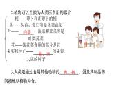 苏教版生物七上3.7.1《绿色植物是食物之源》课件