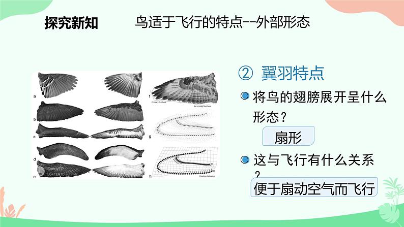 【核心素养】人教版初中生物七年级上册2.2.2.3《鸟类和哺乳动物动物》课件＋教案（含教学反思）+学案07