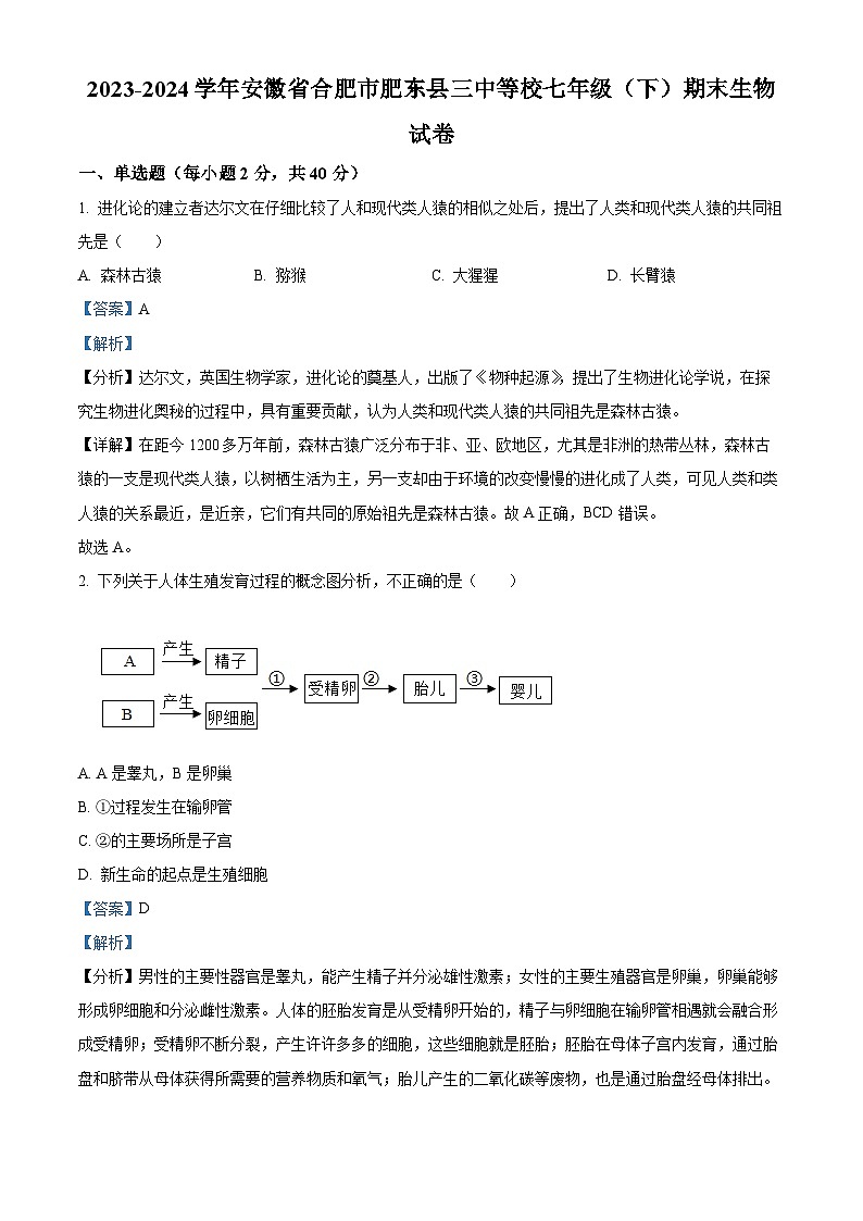 安徽省合肥市肥东县第三中学等校2023-2024学年七年级下学期期末生物试题（解析版）第1页