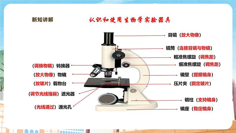 【新教材】苏教版生物七年级上册1.1.1走进生物学实验室 课件+学案（含答案）07