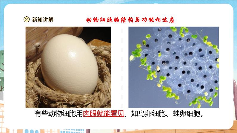 【新教材】苏教版生物七年级上册1.1.2动物细胞的结构与功能 课件+学案（含答案）07