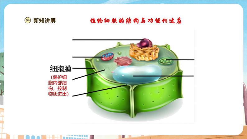 【新教材】苏教版生物七年级上册1.1.3 植物细胞的结构与功能 课件+学案08