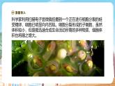 【新教材】苏教版生物七年级上册1.2.1细胞的分裂和分化 课件+学案（含答案）