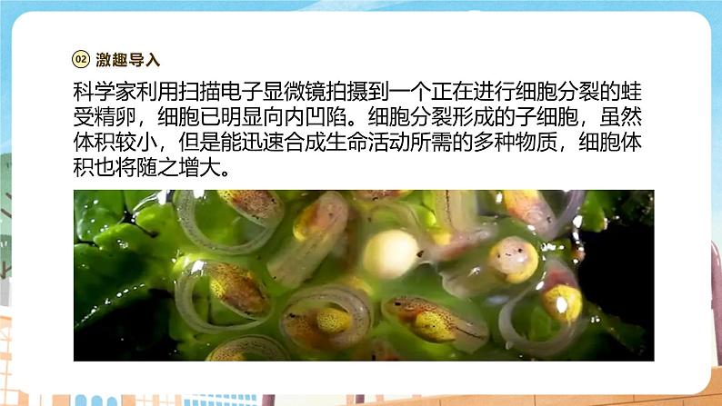 【新教材】苏教版生物七年级上册1.2.1细胞的分裂和分化 课件+学案（含答案）03