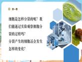【新教材】苏教版生物七年级上册1.2.1细胞的分裂和分化 课件+学案（含答案）
