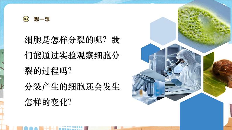 【新教材】苏教版生物七年级上册1.2.1细胞的分裂和分化 课件+学案（含答案）04