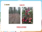 【新教材】苏教版生物七年级上册1.2.1细胞的分裂和分化 课件+学案（含答案）