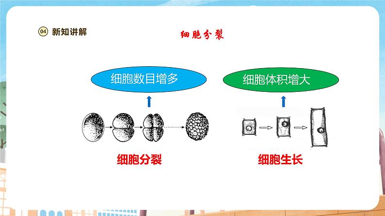 【新教材】苏教版生物七年级上册1.2.1细胞的分裂和分化 课件+学案（含答案）08