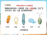 【新教材】苏教版生物七年级上册1.2.2 单细胞生物 课件+学案（含答案）