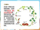【新教材】苏教版生物七年级上册1.2.3 多细胞生物 课件+学案（含答案）