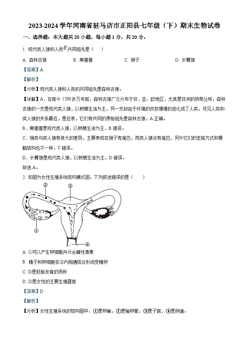 河南省驻马店市正阳县2023-2024学年七年级下学期期末生物学试题（解析版）第1页