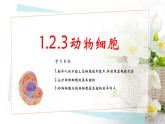 生物人教版（2024）七上1.2.3动物细胞课件