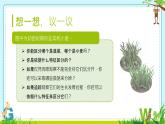 人教版（2024）初中生物学七年级上册1.1.1《观察周边环境中的生物》课件＋教案+学案+分层练习