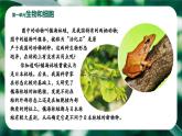 新人教版（2024）生物七年级上册--1.1.1 观察周边环境中的生物 （课件）