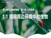 新人教版（2024）生物七年级上册--1.1.1 观察周边环境中的生物 （课件）