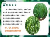 新人教版（2024）生物七年级上册--1.1.1 观察周边环境中的生物 （课件）