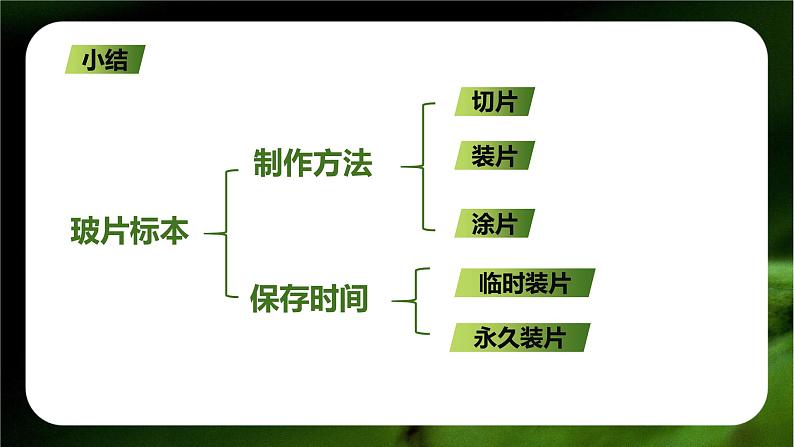 新人教版（2024）生物七年级上册--1.2.2  植物细胞 （课件）07