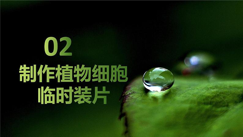 新人教版（2024）生物七年级上册--1.2.2  植物细胞 （课件）08