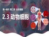 新人教版（2024）生物七年級上冊--1.2.3 動物細(xì)胞 （課件）