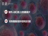 新人教版（2024）生物七年級上冊--1.2.3 動物細(xì)胞 （課件）