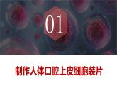 新人教版（2024）生物七年級上冊--1.2.3 動物細(xì)胞 （課件）