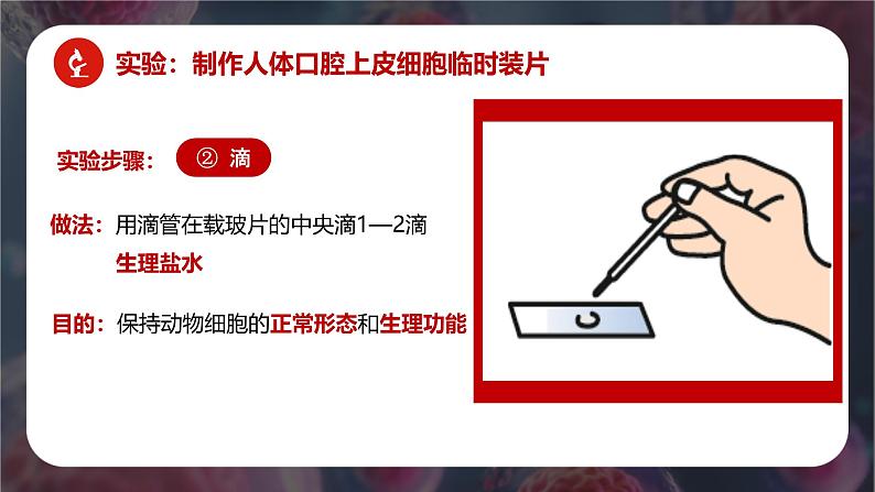 新人教版（2024）生物七年级上册--1.2.3 动物细胞 （课件）06