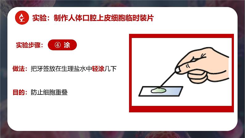 新人教版（2024）生物七年级上册--1.2.3 动物细胞 （课件）08