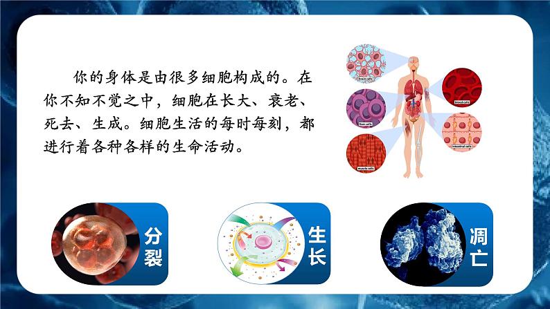 新人教版（2024）生物七年级上册--1.2.4 细胞的生活 （课件）04