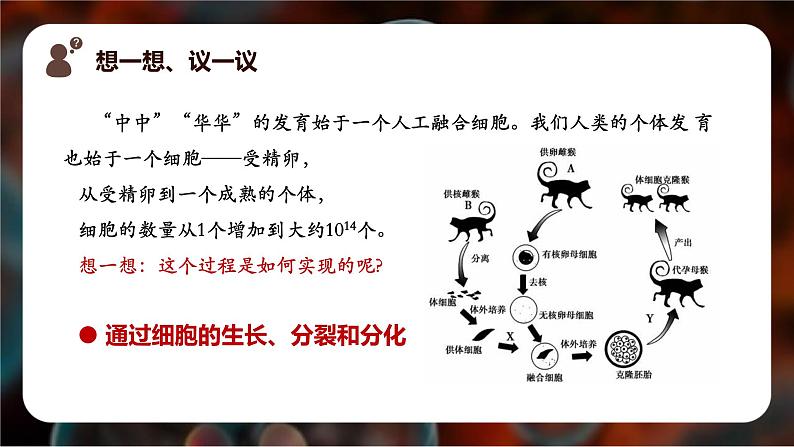 新人教版（2024）生物七年级上册--1.3.1细胞通过分裂产生新细胞（课件）04