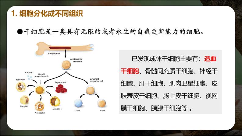 新人教版（2024）生物七年级上册--1.3.2 动物体的结构层次（课件）07