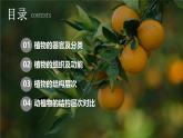 新人教版（2024）生物七年级上册--1.3.3 植物体的结构层次（课件）