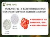 新人教版（2024）生物七年级上册--1.3.3 植物体的结构层次（课件）