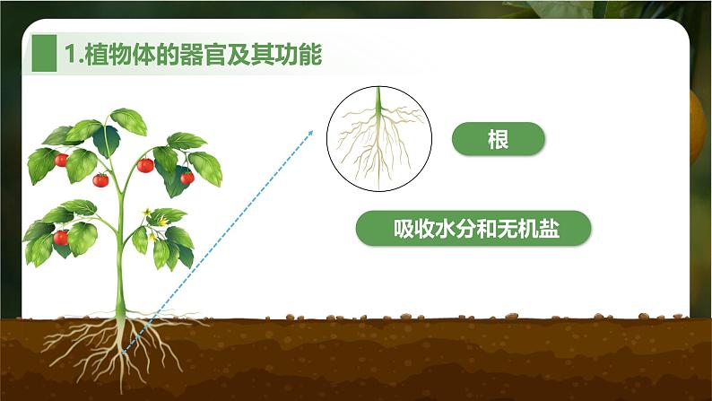 新人教版（2024）生物七年级上册--1.3.3 植物体的结构层次（课件）04