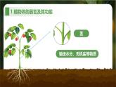 新人教版（2024）生物七年级上册--1.3.3 植物体的结构层次（课件）