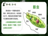 新人教版（2024）生物七年级上册--1.3.4 单细胞生物（课件）