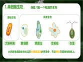 新人教版（2024）生物七年级上册--1.3.4 单细胞生物（课件）