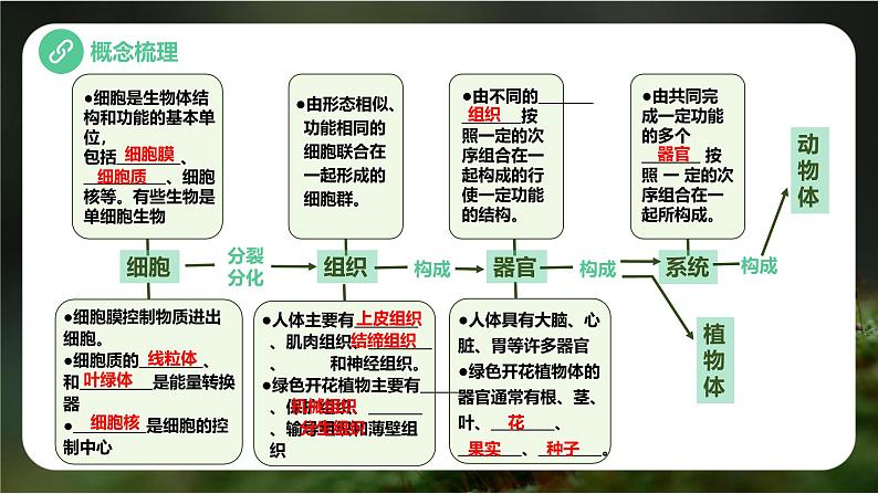 新人教版（2024）生物七年级上册--第一单元 生物和细胞 单元小结（课件）02