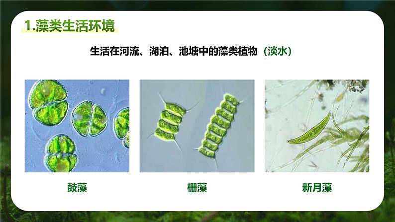 新人教版（2024）生物七年级上册--2.1.1 藻类、苔藓和蕨类植物（课件）08