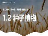 新人教版（2024）生物七年级上册--2.1.2 种子植物（课件）