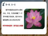 新人教版（2024）生物七年级上册--2.1.2 种子植物（课件）