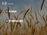 新人教版（2024）生物七年级上册--2.1.2 种子植物（课件）