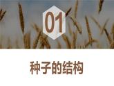 新人教版（2024）生物七年级上册--2.1.2 种子植物（课件）