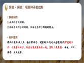 新人教版（2024）生物七年级上册--2.1.2 种子植物（课件）