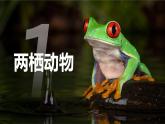 新人教版（2024）生物七年级上册--2.2.2脊椎动物（两栖动物和爬行动物）（课件）