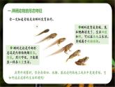 新人教版（2024）生物七年级上册--2.2.2脊椎动物（两栖动物和爬行动物）（课件）