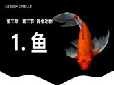 新人教版（2024）生物七年级上册--2.2.2脊椎动物（鱼）（课件）