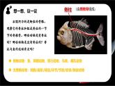 新人教版（2024）生物七年级上册--2.2.2脊椎动物（鱼）（课件）