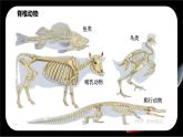 新人教版（2024）生物七年级上册--2.2.2脊椎动物（鱼）（课件）